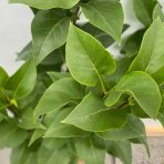 Orgován čínsky (Syringa chinensis) ´SAUGEANA´ - výška 30-50 cm, kont. C5L